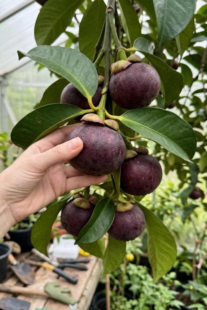 Recognize Ripeness for the Ultimate Harvesting Experience