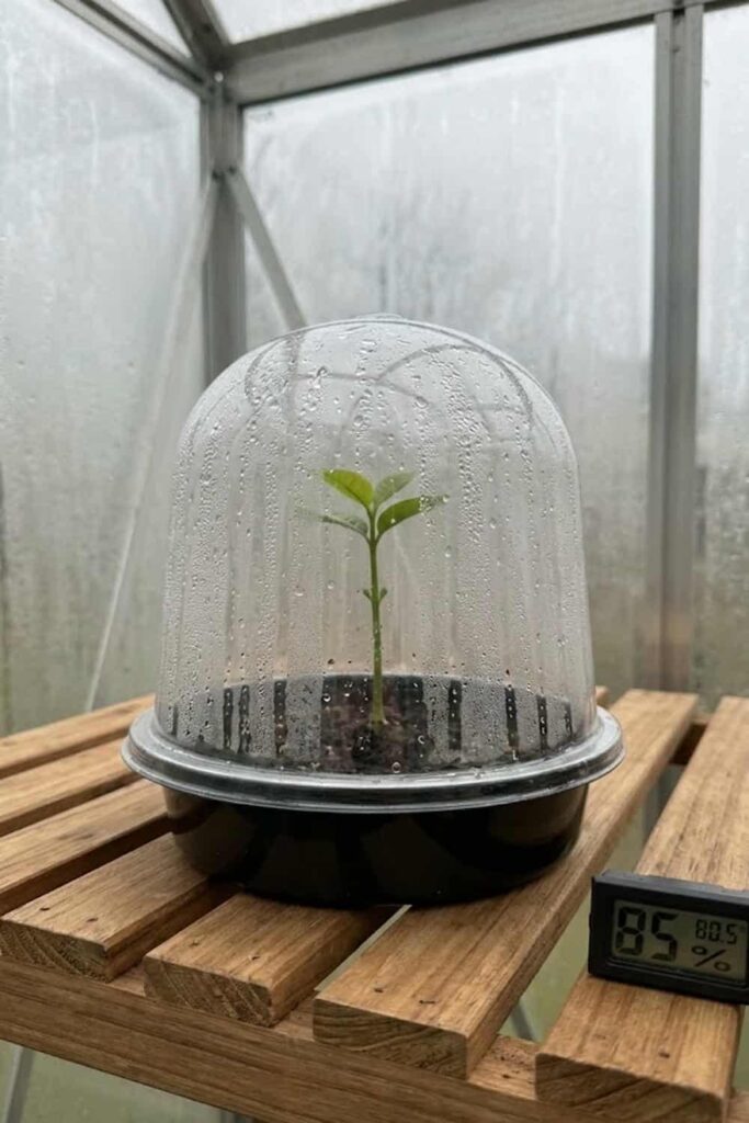 Control Humidity Levels for Rapid Seedling Development