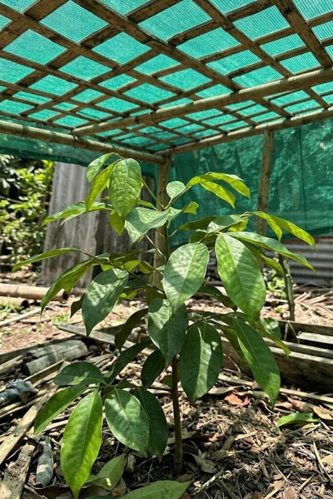 Provide Protection with Strategic Partial Shade