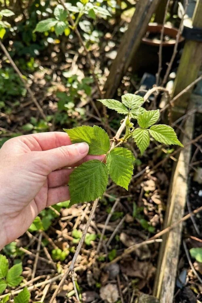 Monitoring for Nutrient Deficiencies
