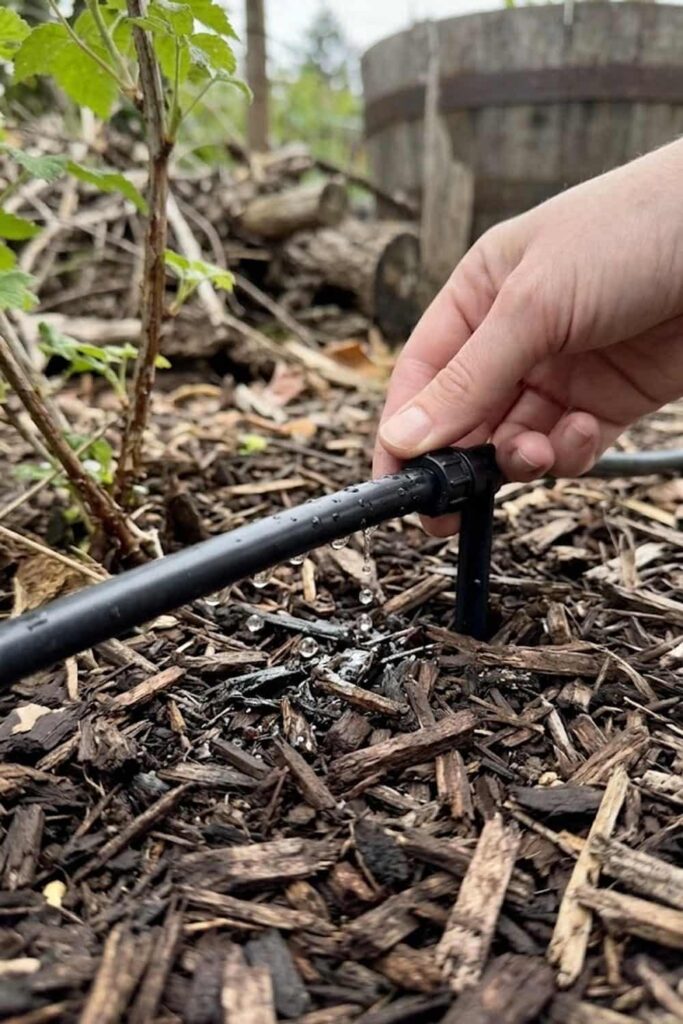 Implement Deep Watering for Root Health