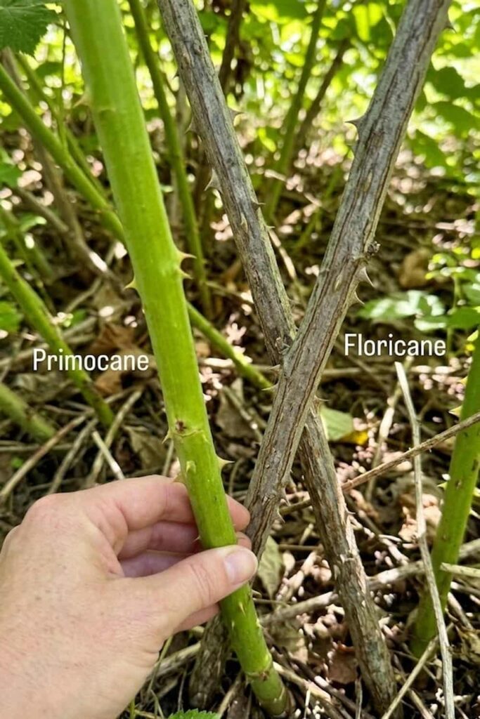 Master the Difference Between Primocanes and Floricanes