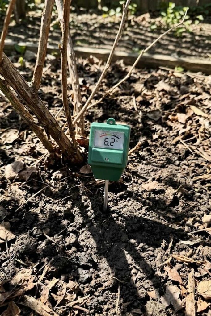 Test and Amend Soil pH for Nutrient Absorption