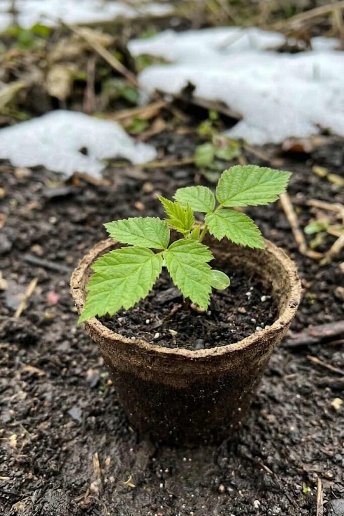Plant During the Optimal Early Spring Window