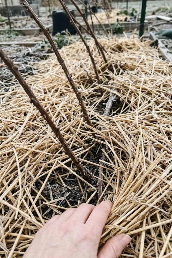 Protect Plants from Winter Desiccation