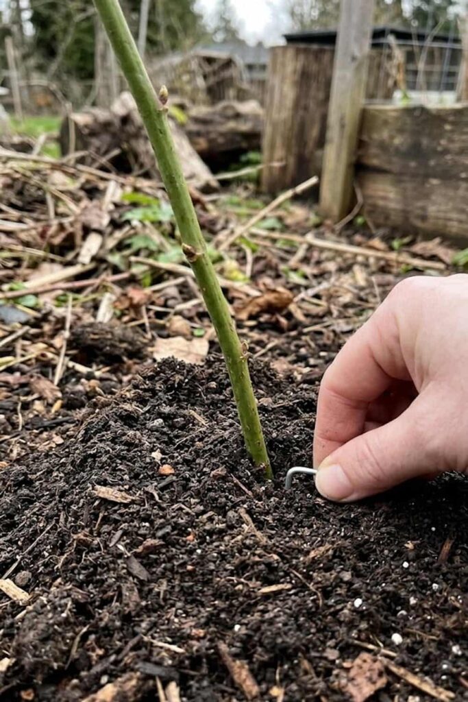 Propagation via Tip Layering for More Plants