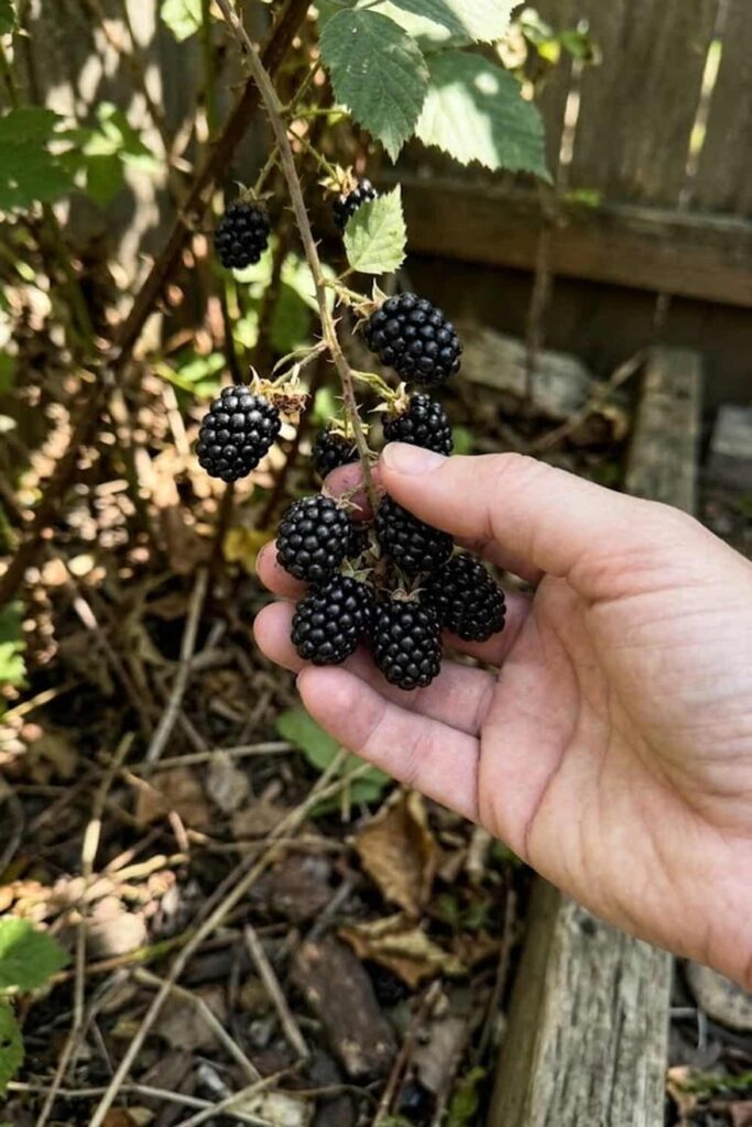 Harvesting at the Peak of Flavor