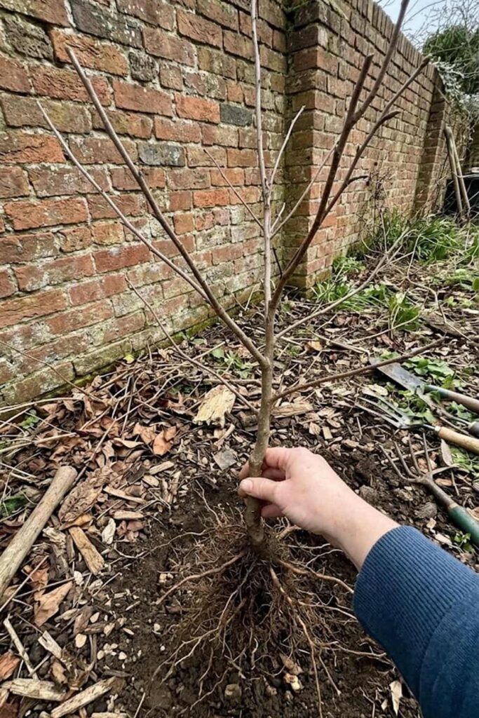 Timing Your Planting for Dormant Season Success