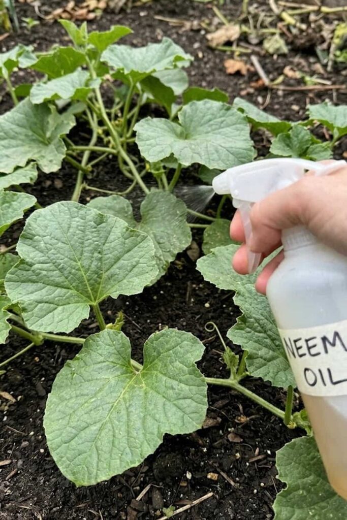 Manage Pests with Organic Neem Oil