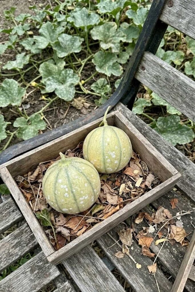 Prevent Powdery Mildew with Proper Spacing