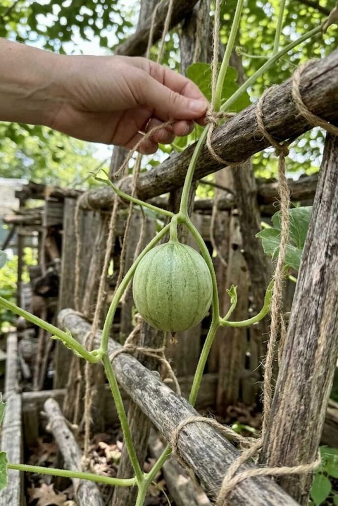 Provide Vertical Support for Small Varieties