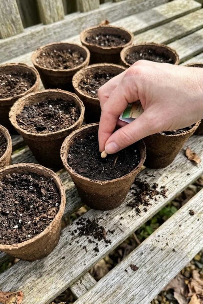 Grow Seeds Indoors in Biodegradable Peat Pots