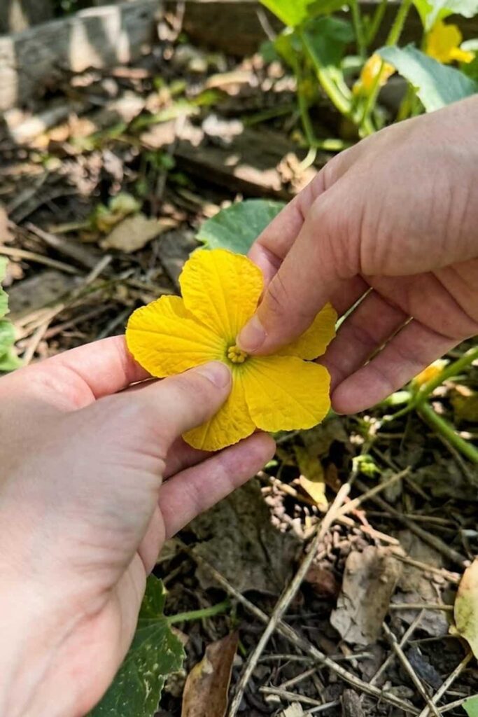 Encourage Pollination for a Better Fruit Set