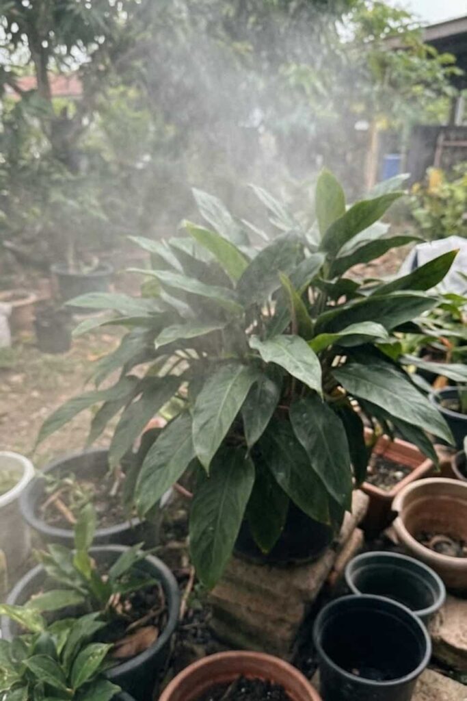 Boost Humidity to Mimic West African Rainforests