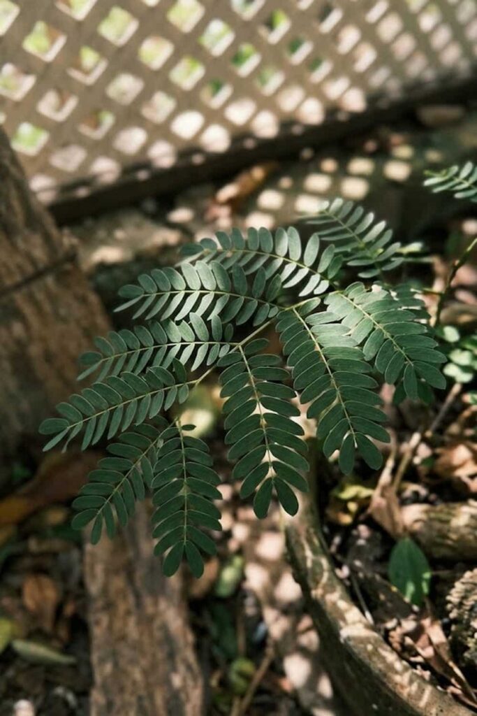 Provide Dappled Light to Prevent Leaf Scorch