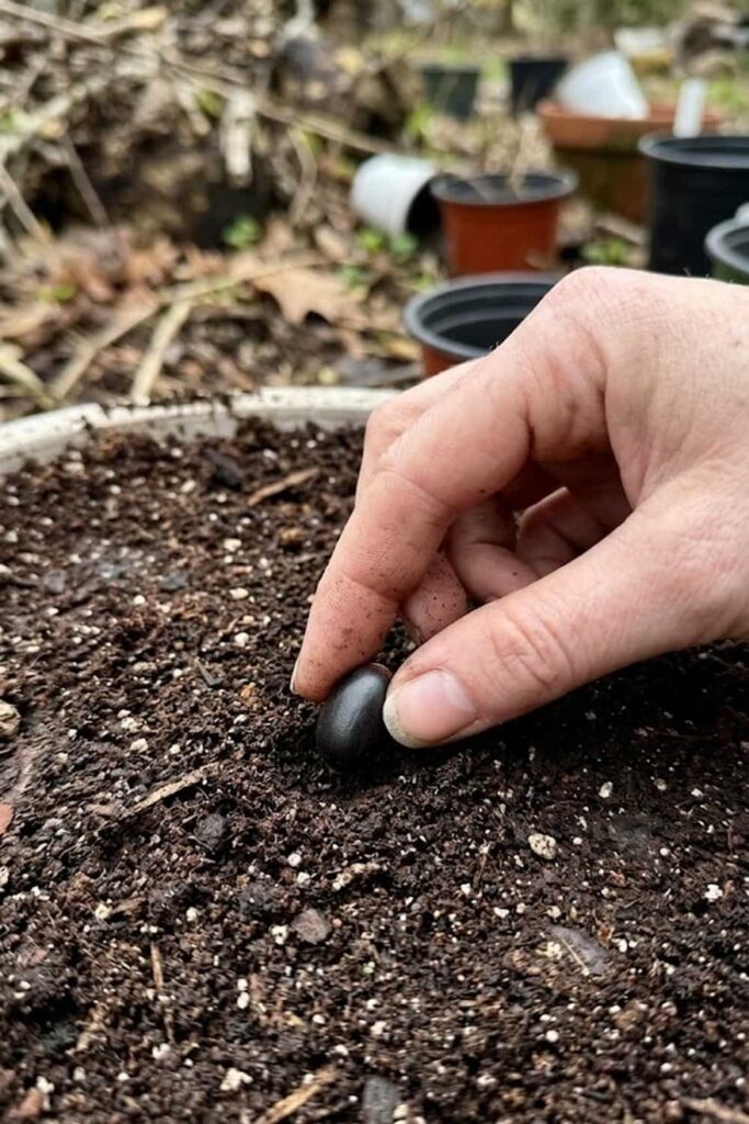 Master the Art of Growing from Fresh Seeds