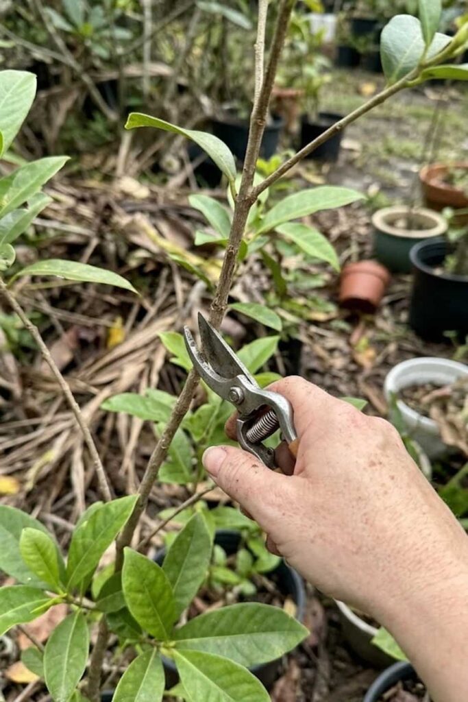 Pruning and Shaping for a Bushy Canopy