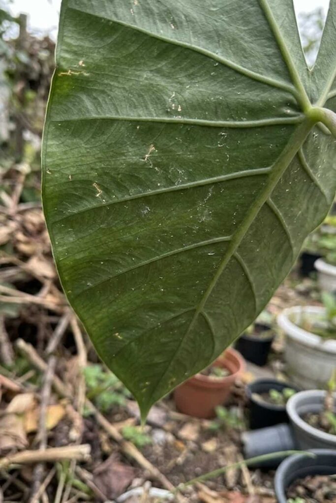 Monitoring for Common Pests and Diseases
