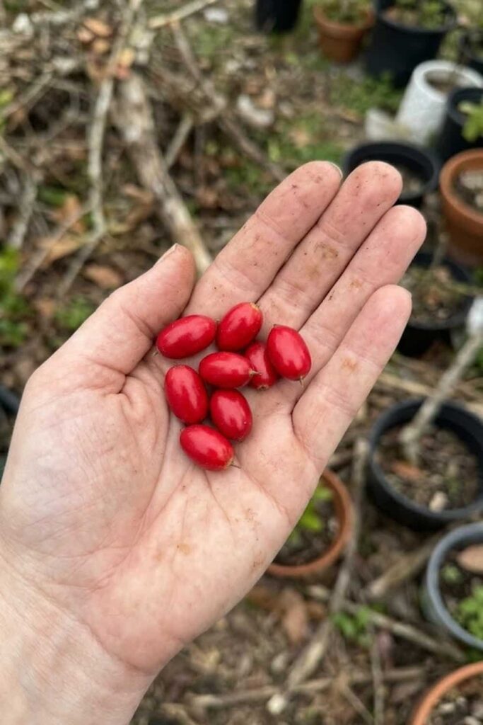 Harvesting and Storage of Your Magic Berries