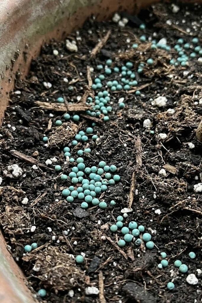 Fertilizing with Acid-Loving Plant Food