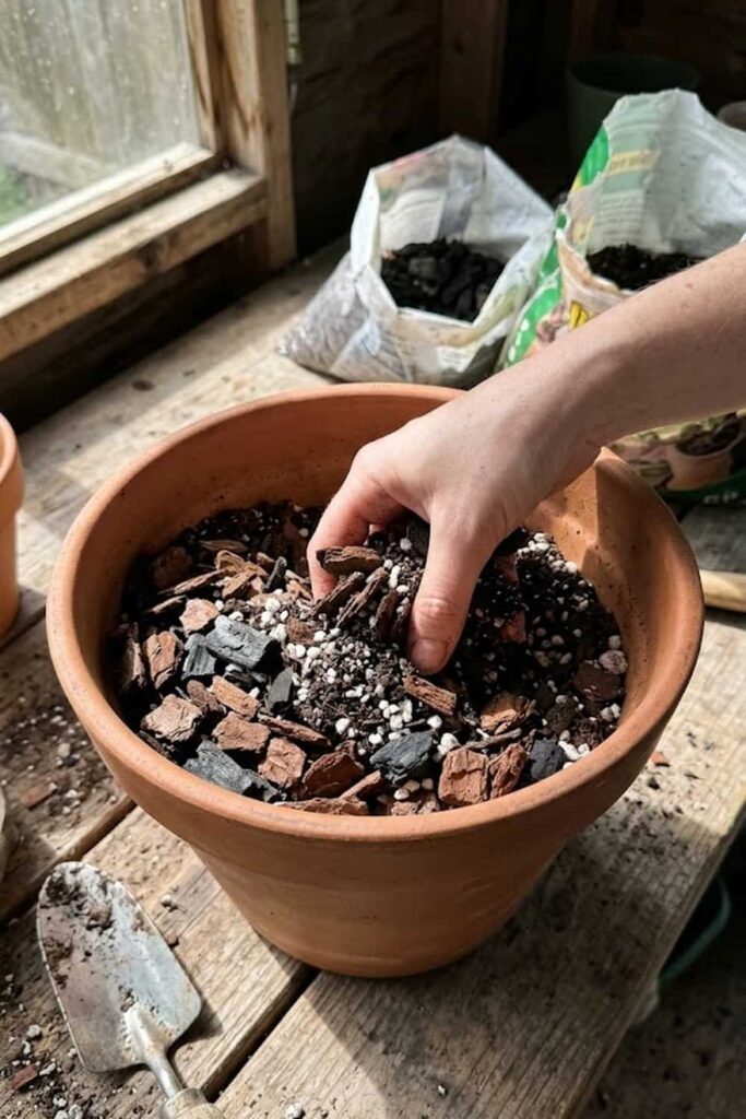 The Soil Mix Secrets for a Monstera Deliciosa Fruit Harvest