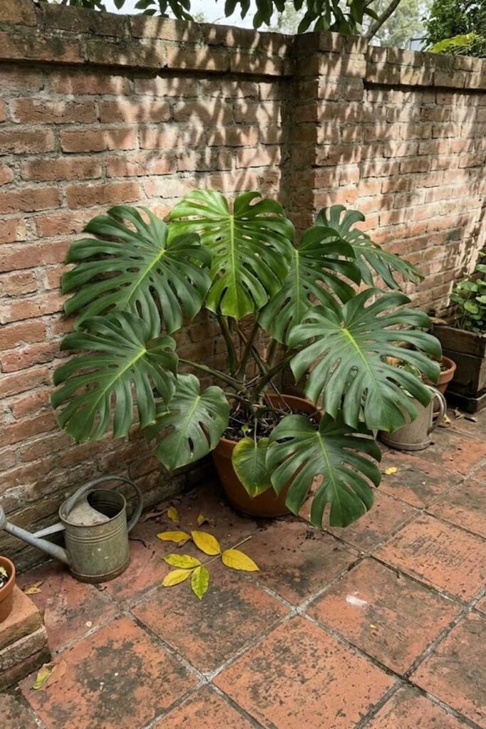 Temperature Control: Avoiding the Chill That Kills Monstera Blooms
