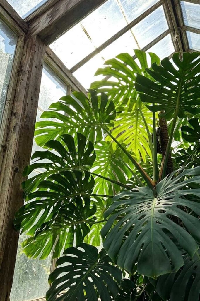 Intense Light: The Final Environmental Trigger for Flowering