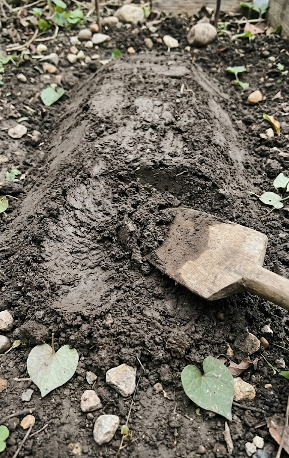 Drainage Requirements for Healthy Taproots