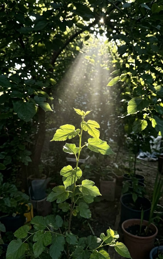 Optimize Sunlight Exposure for Sweetness