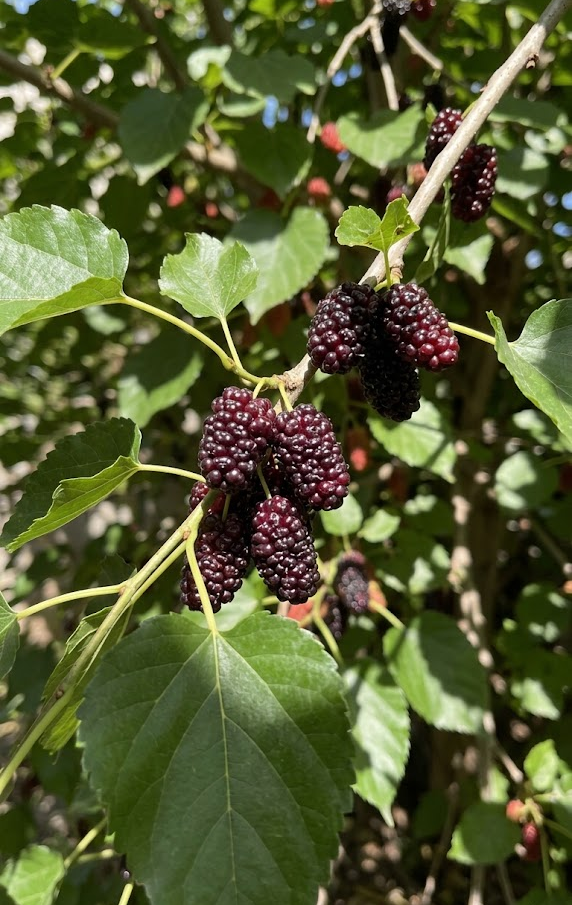 Select the Right Mulberry Species for Your Zone