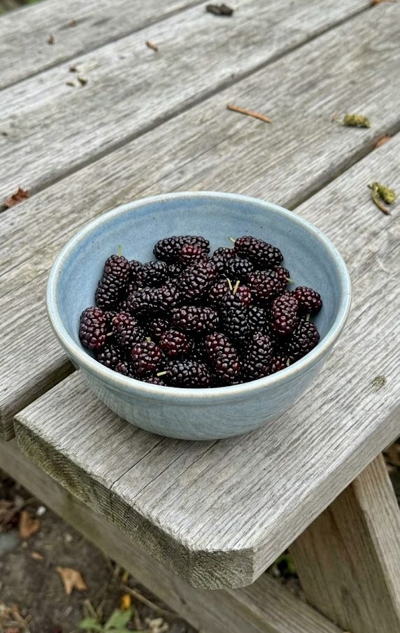 Proper Storage to Keep Berries Fresh