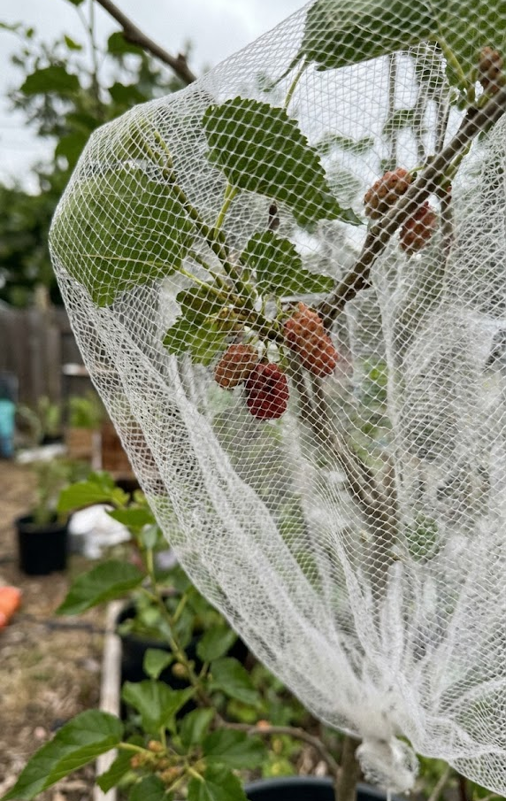 Effective Pest Control for Berry Protection