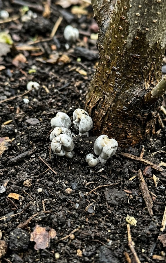 Disease Control: Preventing Popcorn Disease