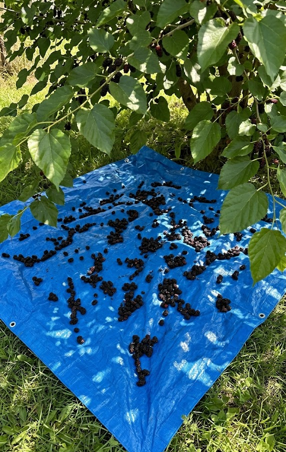 Harvesting Without the Purple Mess