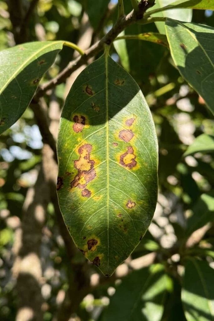 Disease Control and Fungal Monitoring