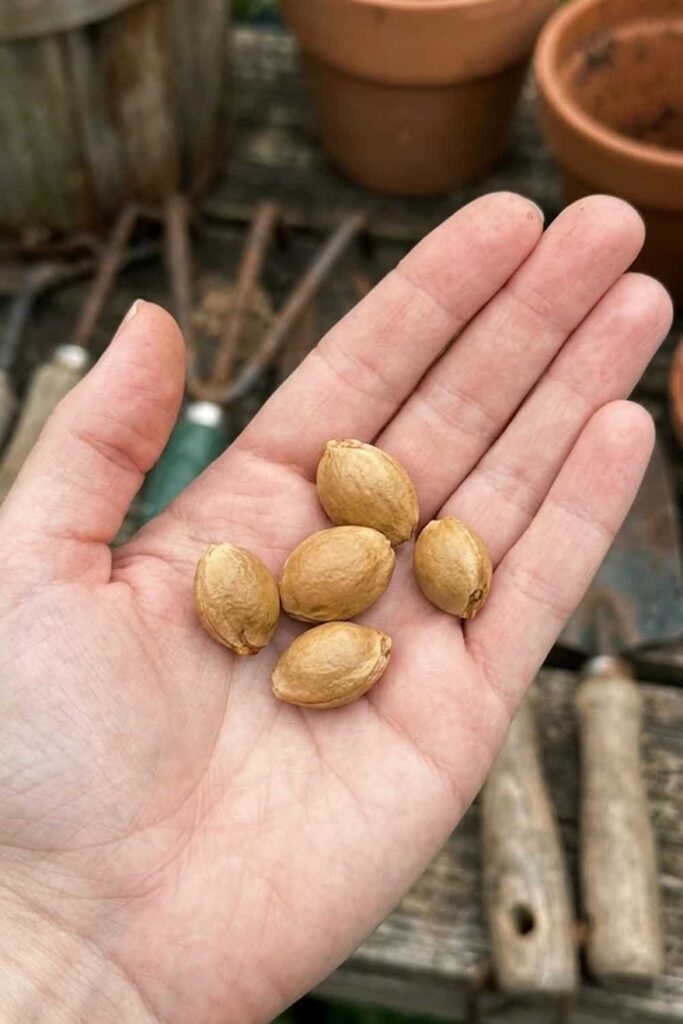 Propagation from Seed Methods