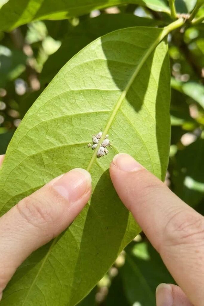 Pest Control Strategies for Yellow Cherry Trees
