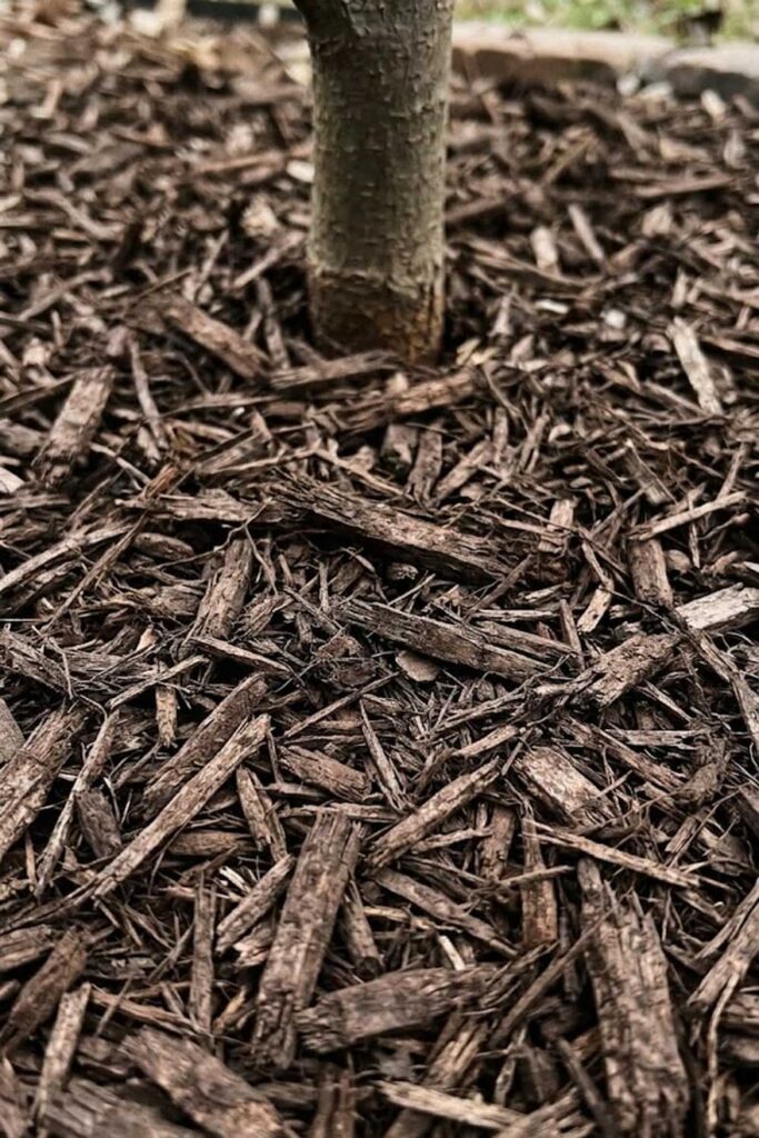 Mulching for Moisture Retention