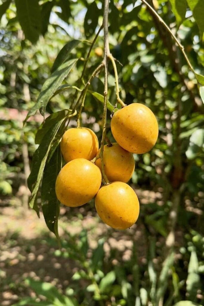 Harvesting the Ripe Golden Fruit