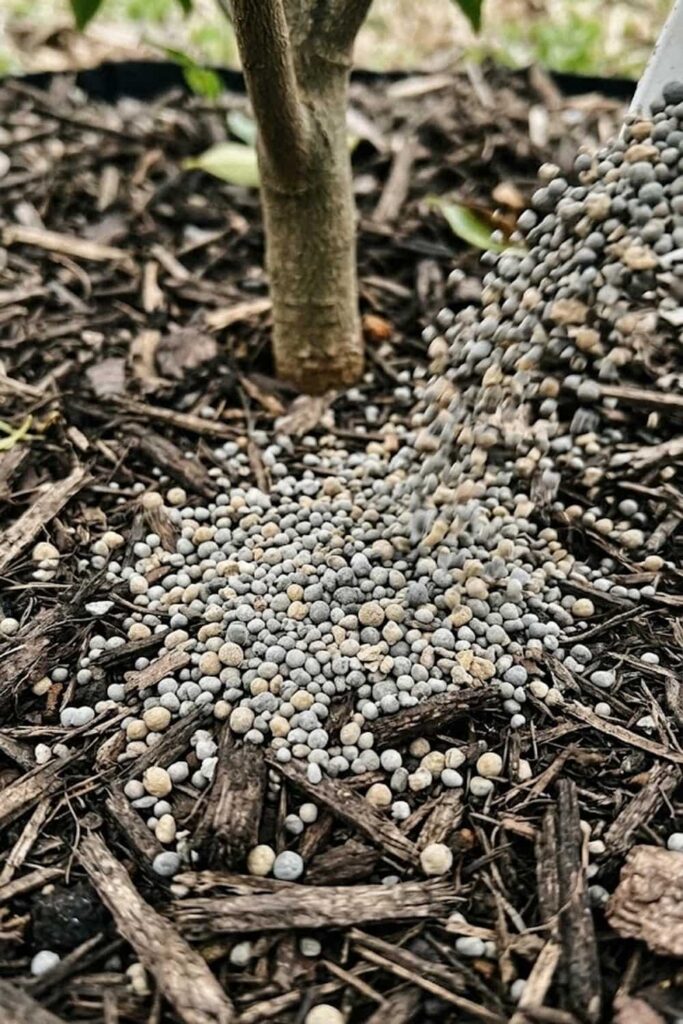 Fertilizing for Nutrient-Rich Berries