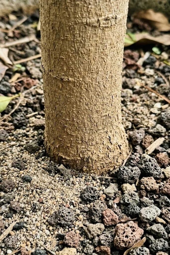 Drainage Solutions to Prevent Root Rot