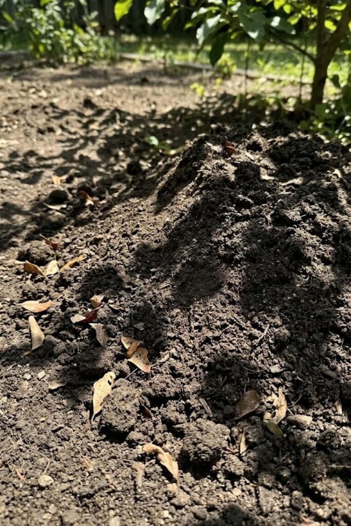 Prepare Well-Drained Sandy Loam Soil