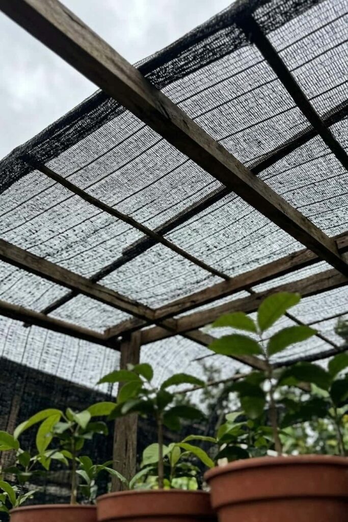 Provide 50% Shade Protection for Young Seedlings