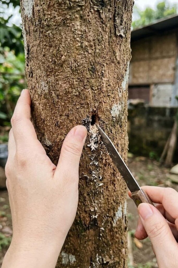 Protect Trees from the Prasinoxena Bark Borer