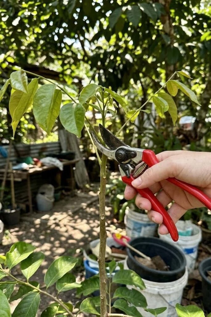Decapitate the Apical Shoot to Encourage Branching