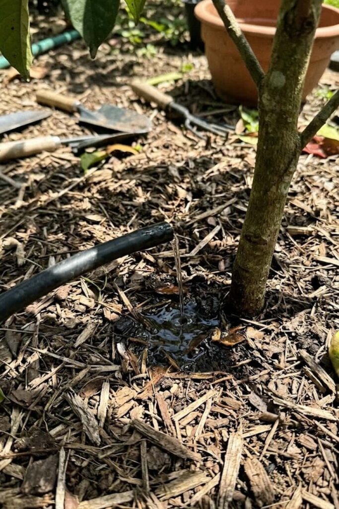 Establish a Strict Irrigation Schedule During Dry Months