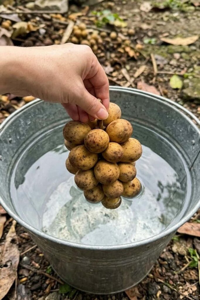 Post-Harvest Cleaning to Remove Milky Latex