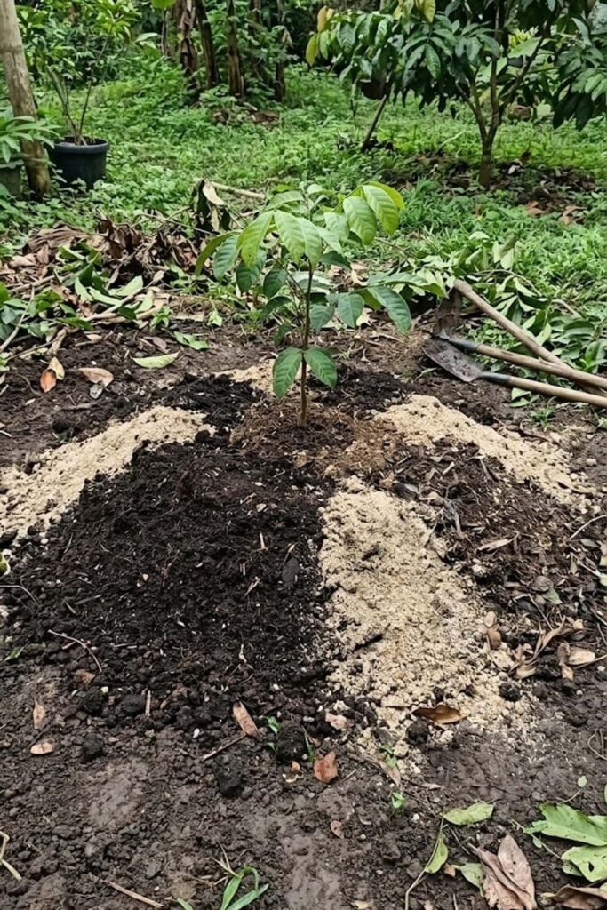 Management of Root Rot in Heavy Clay Soils
