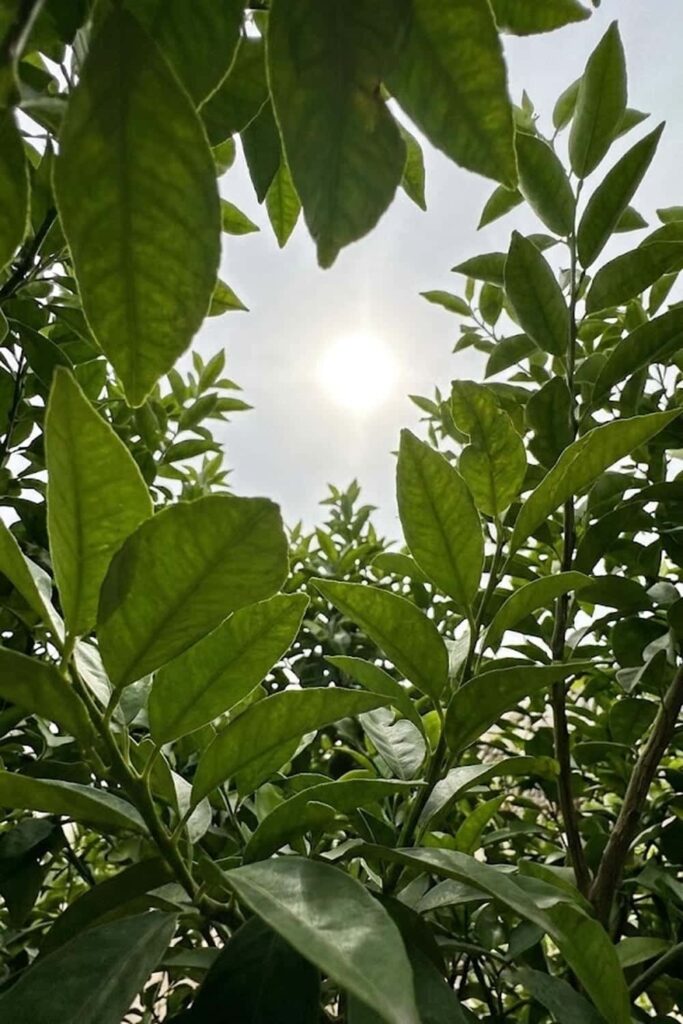 Optimize Sunlight Exposure for Growth