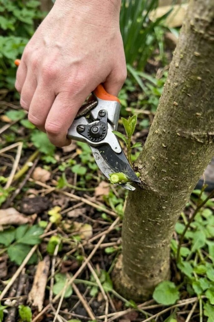 Pruning for Maximum Fruit Yield